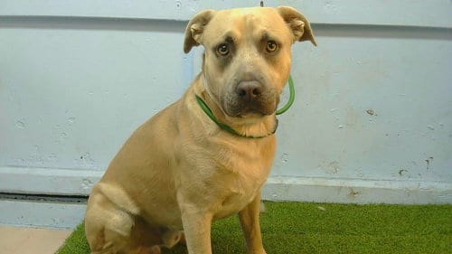 Photo of A5801171, adoptable Pit Bull Terrier in Gardena, California