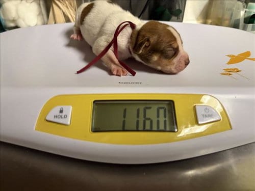 Photo of Hazel, adoptable Hound in Chapel Hill, North Carolina