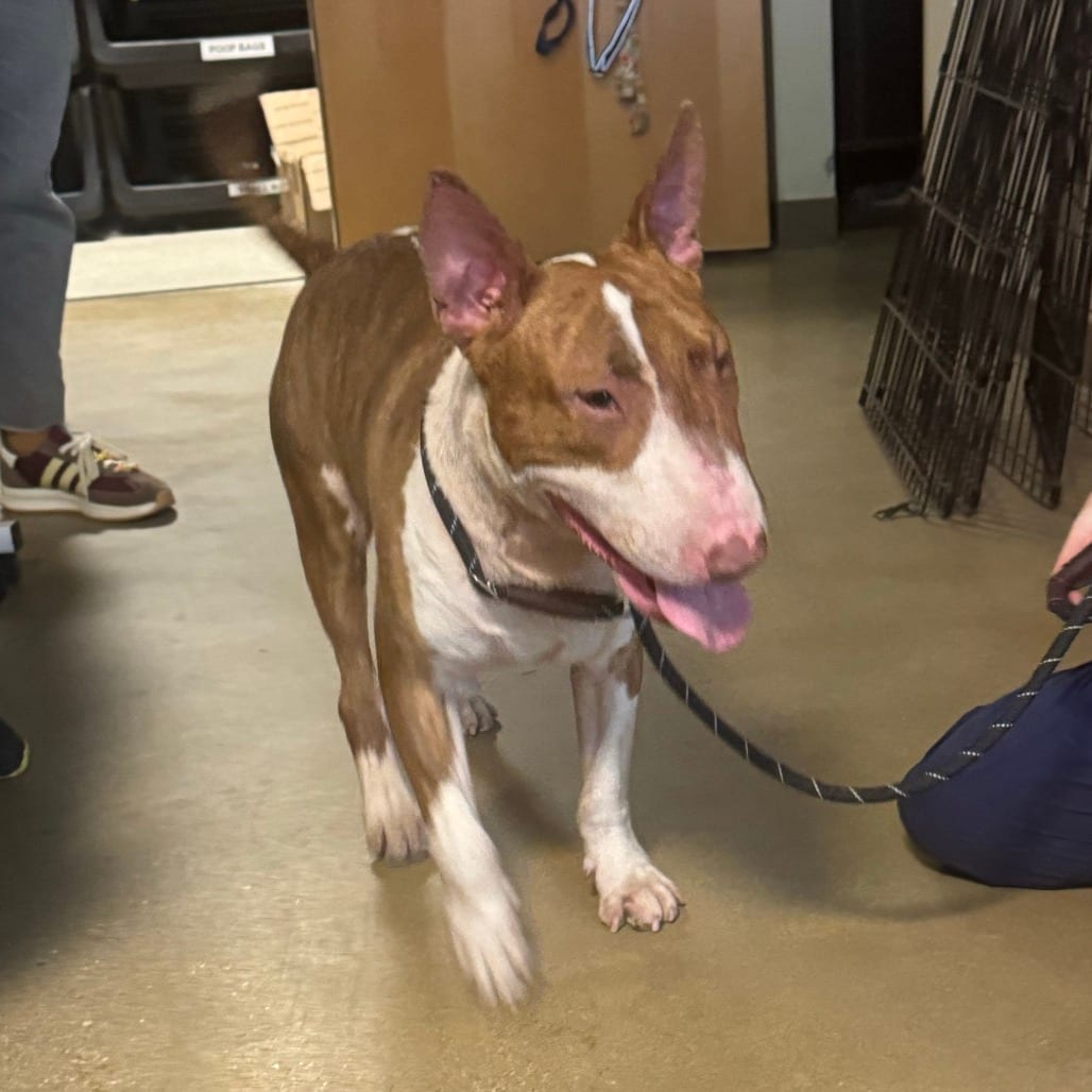 Photo of Leftovers, adoptable Terrier, Bull in Baltimore, Maryland