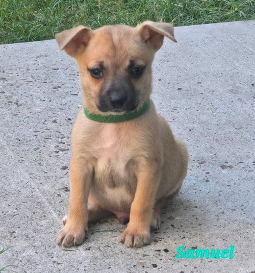 Photo of Samuel, adoptable Chihuahua in Sedalia, Colorado