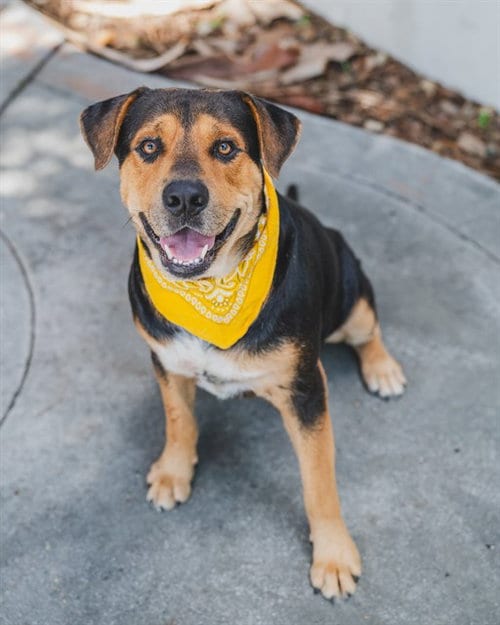 Photo of Bug, adoptable Black and Tan Coonhound in Miami, Florida