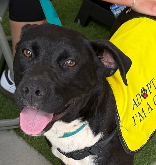 Photo of Murray, adoptable Shepherd in Carrollton, Georgia