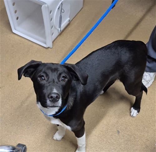 Photo of Tina, adoptable Labrador Retriever in St Peters, Missouri