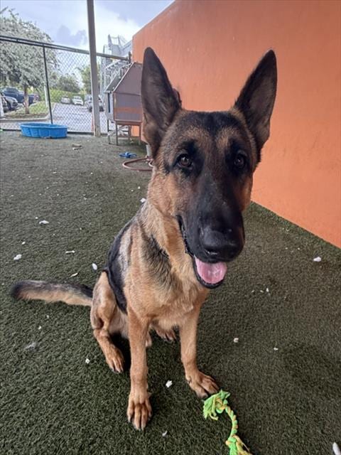 Photo of Lloyd, adoptable German Shepherd Dog in Miami, Florida
