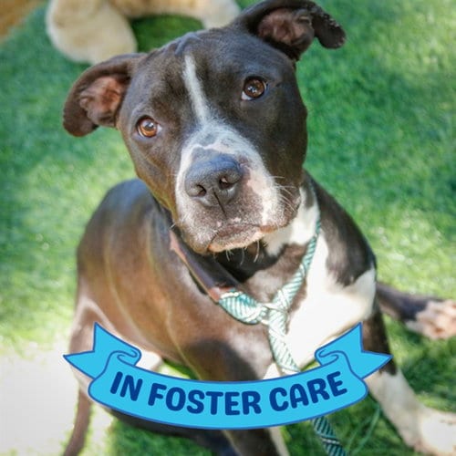 Photo of Lenora, adoptable American Pit Bull Terrier in Tallahassee, Florida