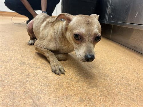 Photo of Ronnie, adoptable Chihuahua in Martinez, California