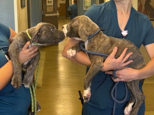 Photo of Thelma, adoptable Mastiff in San Diego, California