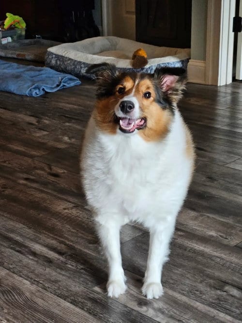 Photo of Annabel, adoptable Shetland Sheepdog Sheltie in Dublin, Ohio