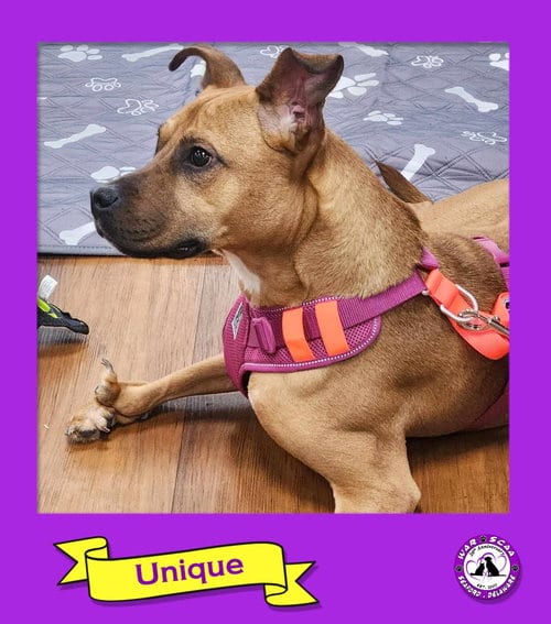 Photo of Unique, adoptable Pit Bull Terrier in Seaford, Delaware