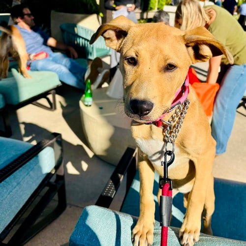 Photo of Trixie, adoptable Labrador Retriever in San Juan Capistrano, California