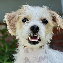 Photo of Millie, adoptable Terrier (Unknown Type, Small) in Valley Glen, California