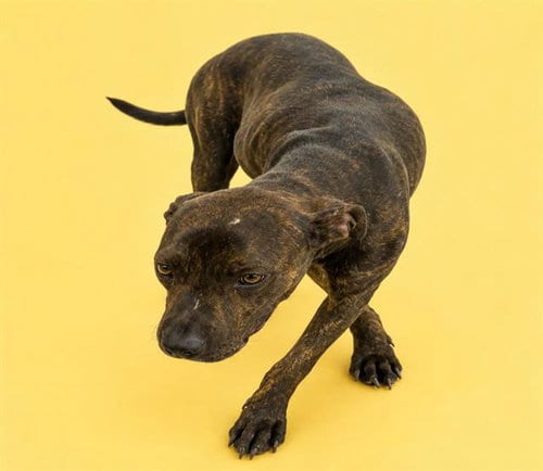 Photo of Ginger, adoptable Pit Bull Terrier in HESPERIA, California