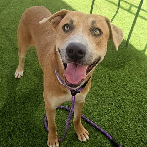 Photo of Crash, adoptable Labrador Retriever in Phoenix, Arizona
