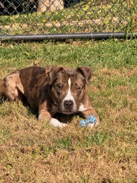 Photo of Dieter De'Trick, adoptable American Pit Bull Terrier in Derwood, Maryland