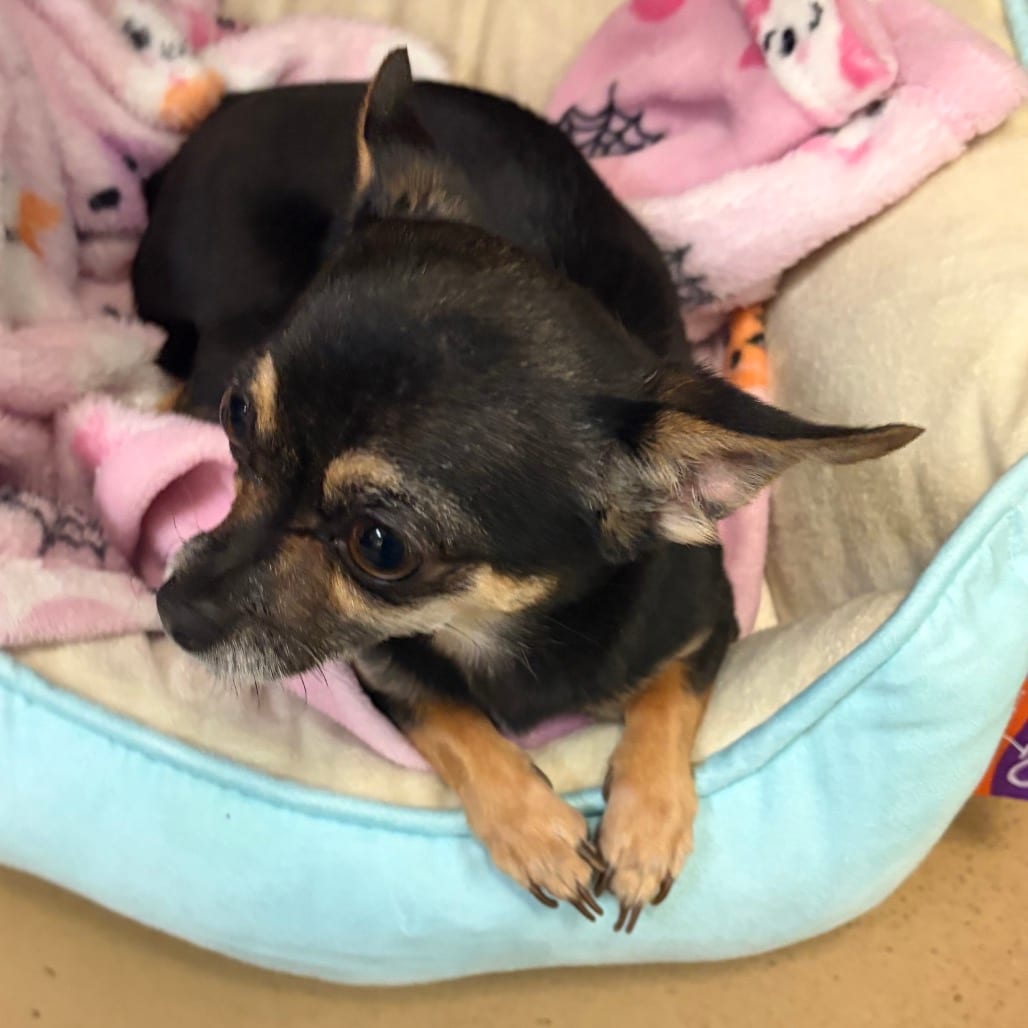 Photo of Bitty Boo, adoptable Chihuahua in Ohio, Ohio