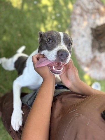 Photo of Miraz, adoptable Pit Bull Terrier in San Bernardino, California