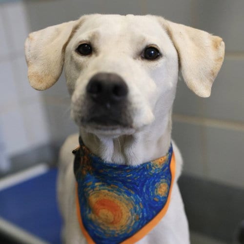Photo of Odin, adoptable Labrador Retriever in San Antonio, Texas