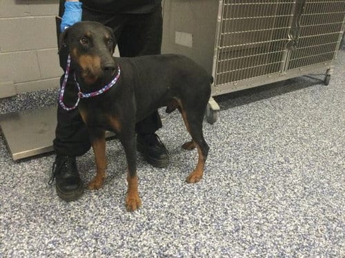 Photo of Midnight, adoptable Doberman Pinscher in Thousand Palms, California