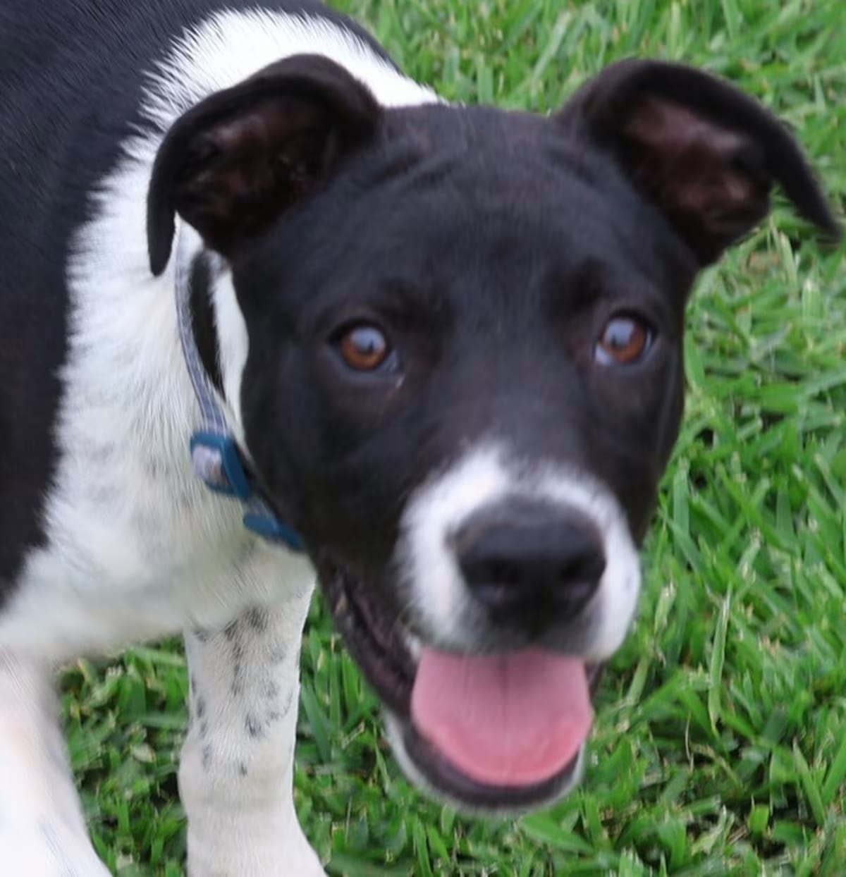 Photo of Tux, adoptable Labrador Retriever in Hartwell, Georgia