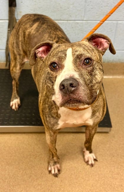 Photo of Jett, adoptable dog in Chamblee, Georgia