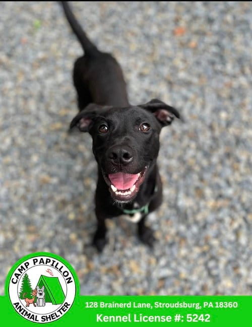Photo of Treble, adoptable Pit Bull Terrier in Stroudsburg, Pennsylvania
