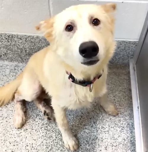 Photo of A662023, adoptable Siberian Husky in Houston, Texas