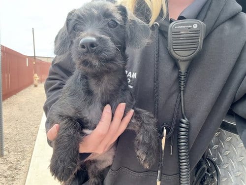 Photo of Nacho Cheez, adoptable Border Terrier in Phoenix, Arizona