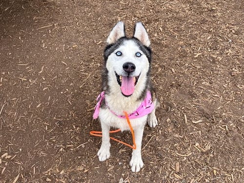 Photo of Articuno, adoptable Siberian Husky in Orange, California