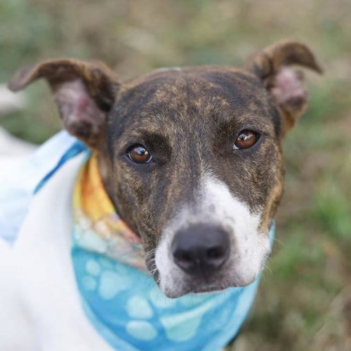 Photo of Laffy, adoptable Terrier in San Antonio, Texas