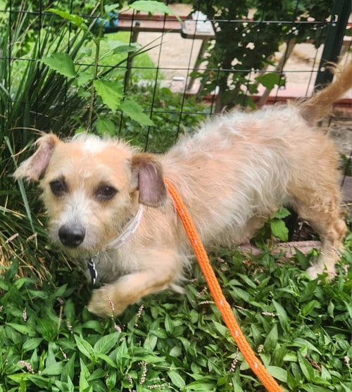 Photo of Jersey, adoptable Rat Terrier in St. Louis, Missouri