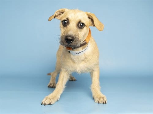 Photo of Willy, adoptable Cairn Terrier in Phoenix, Arizona
