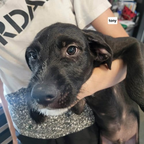 Photo of NO Tony, adoptable Labrador Retriever in Warrenton, Missouri