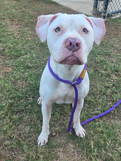 Photo of Lighting, adoptable dog in Atlanta, Georgia