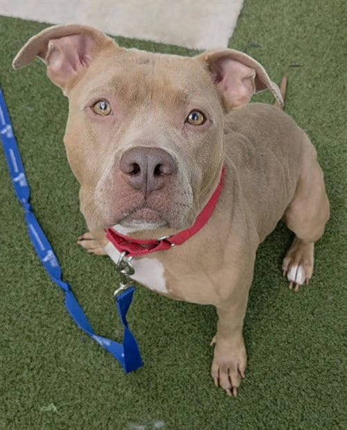 Photo of Twin, adoptable American Pit Bull Terrier in Fort Lauderdale, Florida