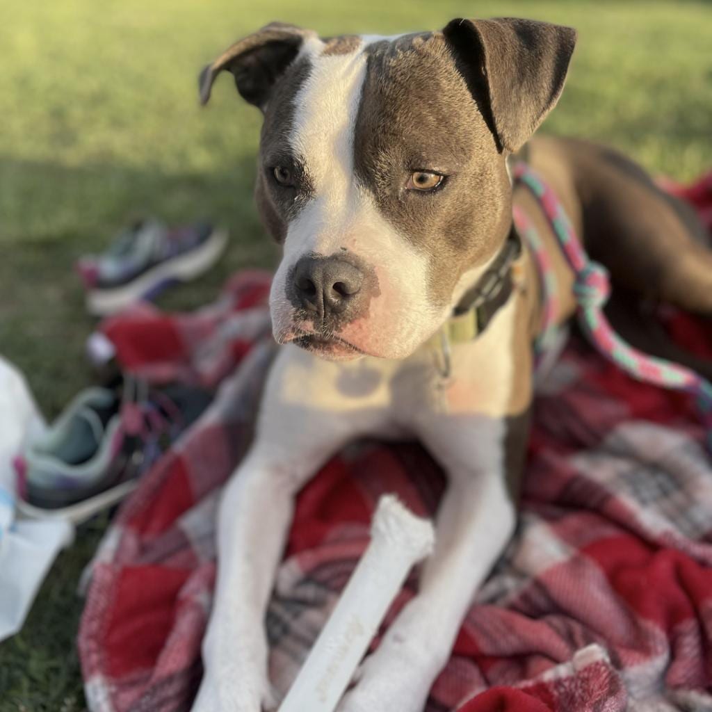 Photo of Mimi, adoptable Mixed Breed (Medium) in St. Louis, Missouri