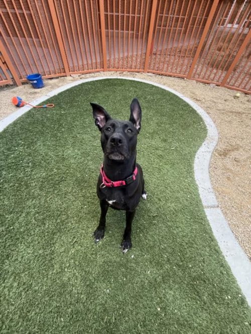 Photo of Marcy, adoptable Pit Bull Terrier in Las Vegas, Nevada