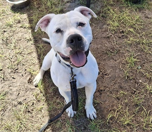 Photo of Kato, adoptable American Pit Bull Terrier in Ocala, Florida