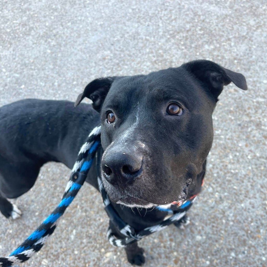 Photo of Papa Frost, adoptable Mixed Breed (Large) in St. Louis, Missouri