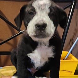 Photo of Diesel meet me 2/6, adoptable Australian Cattle Dog in North Haven, Connecticut