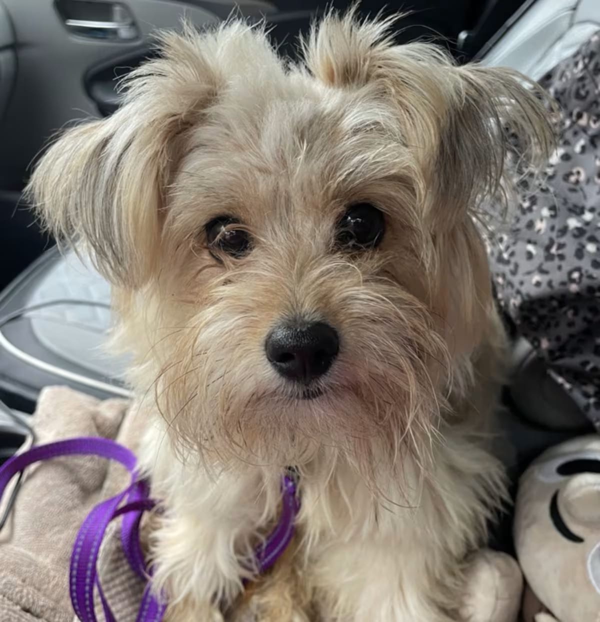 Photo of Leona, adoptable Shih Tzu/Yorkie, Yorkshire Terrier in Brooklyn, New York