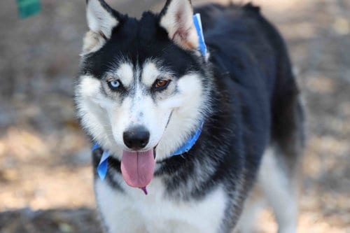 Photo of Daena, adoptable Siberian Husky in Walnut Creek, California