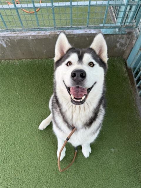 Photo of Zorro, adoptable Siberian Husky in Los Angeles, California