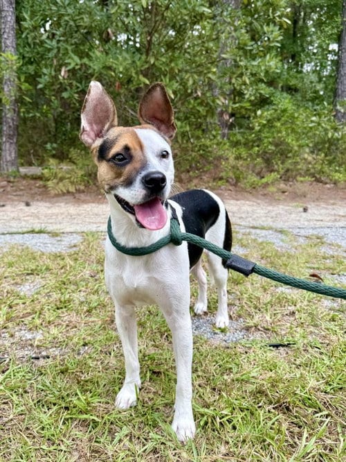 Photo of Jack, adoptable Rat Terrier in Hilton Head, South Carolina