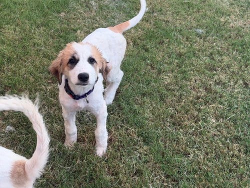 Photo of Violet, adoptable Great Pyrenees in Dallas, Texas