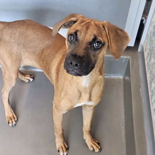 Photo of Deborah, adoptable Unknown breed in Rancho Santa Fe, California