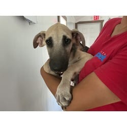 Photo of Georgie, adoptable German Shepherd Dog in San Bernardino, California
