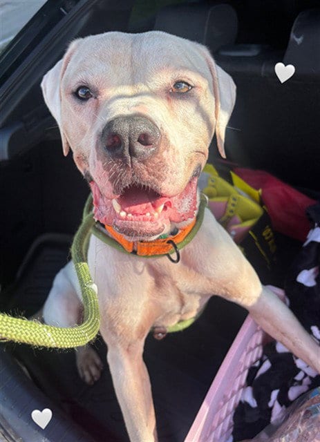 Photo of Duke, adoptable American Bulldog in Miami, Florida