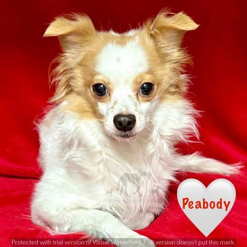 Photo of Peabody, adoptable Chihuahua in Chicago Ridge, Illinois