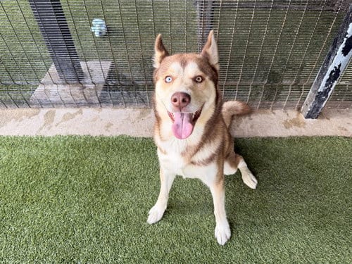 Photo of Valto, adoptable Siberian Husky in Garland, Texas