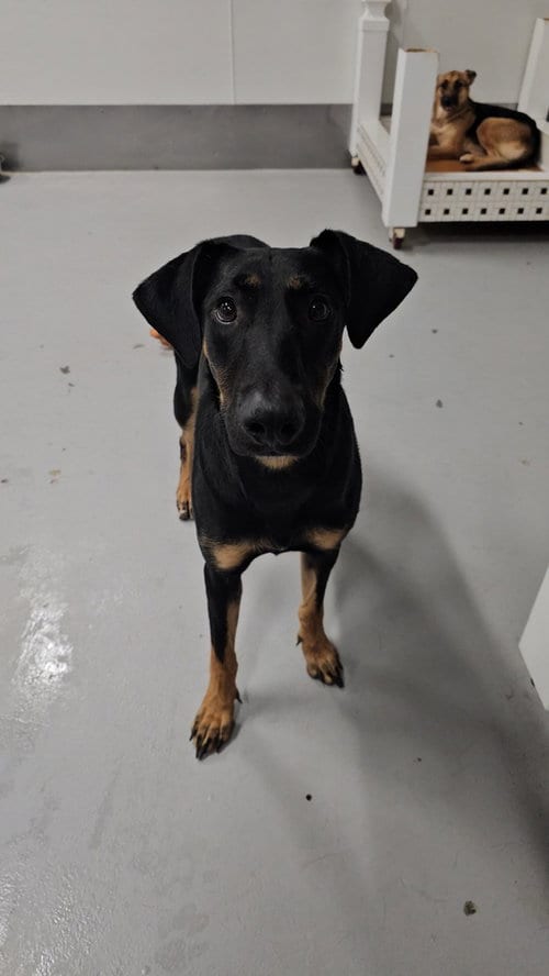 Photo of Ashley #2368, adoptable Doberman Pinscher in Studio City, California
